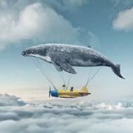 follow dream