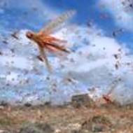 10 plagues