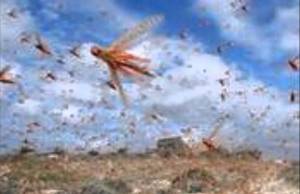 10 plagues