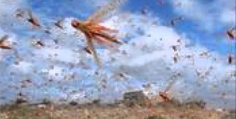 10 plagues