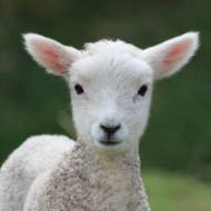 lamb