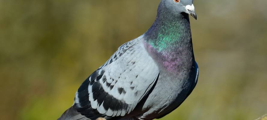 Bird
