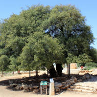 The Lone Tree of Gush Etzion