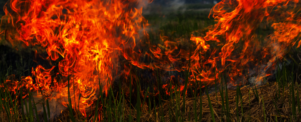the burning bush