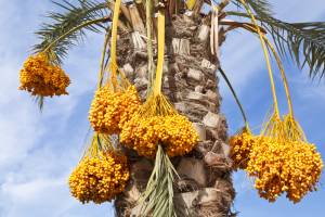 Date tree (shutterstock)