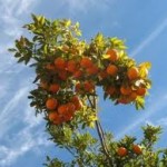 fruit_tree_1