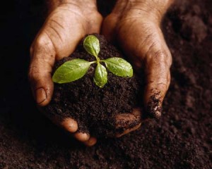 planting seeds