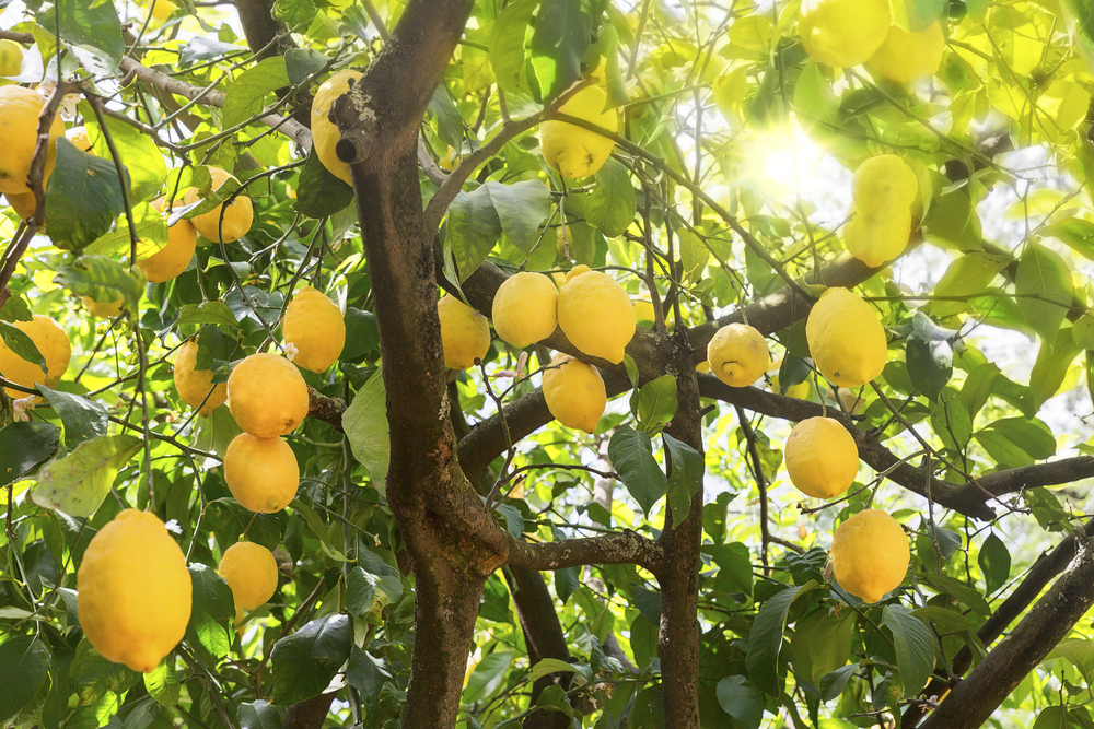 lemon tree