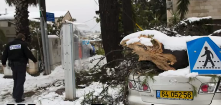 tree fall in israel