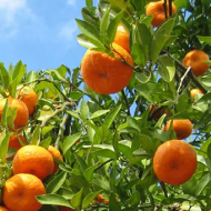 plant fruit trees in israel