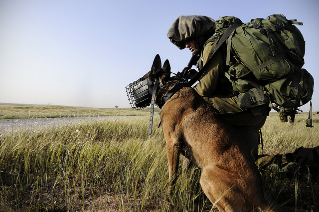 IDF canine IDF canine