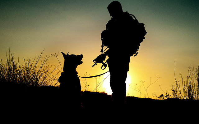 IDF canine