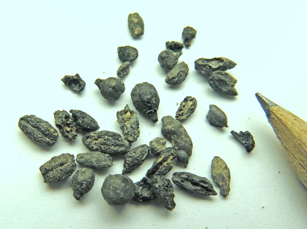 1,500 Year Old Charred Grape Seeds. (Media Relations/University of Haifa)