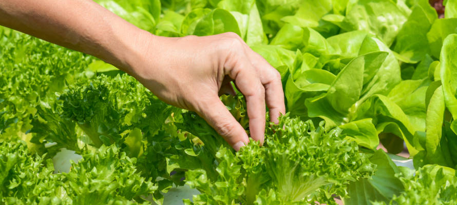 Plant your own crops! (Shutterstock)