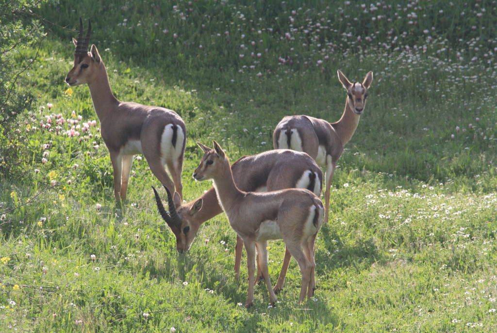 Gazelle Valley, Jerusalem