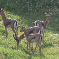 Gazelle Valley, Jerusalem