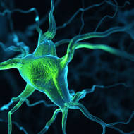Brain neurons.