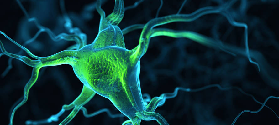 Brain neurons.