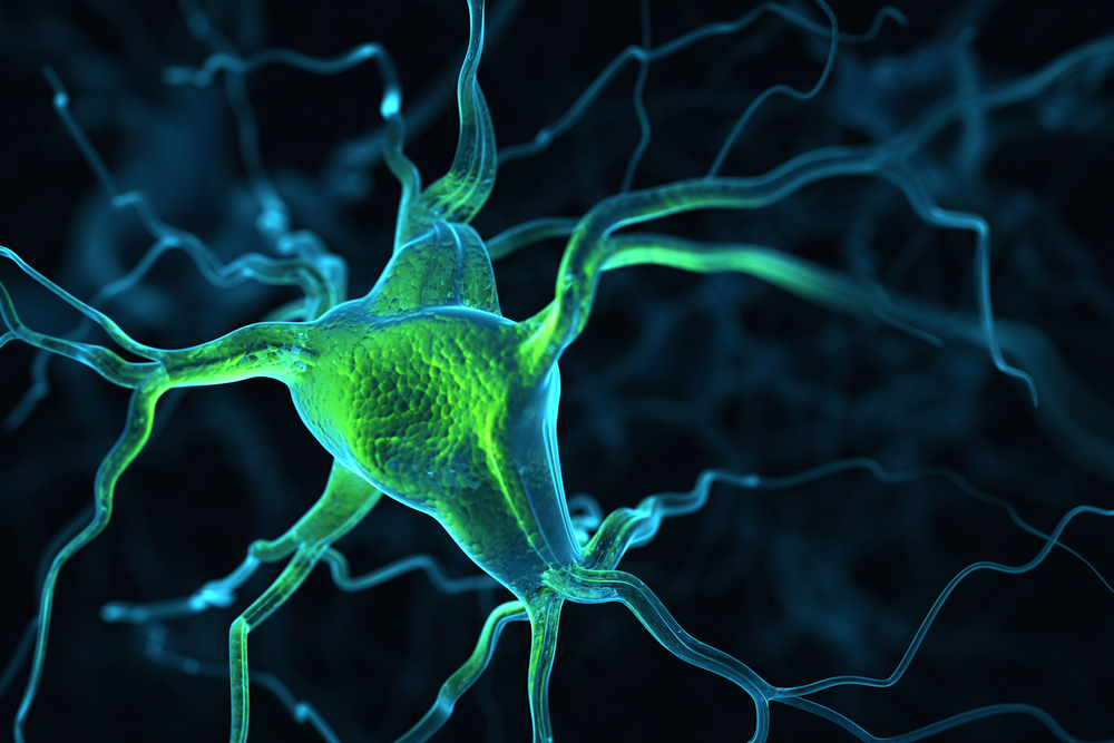 Brain neurons.