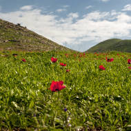Galilee flowers.