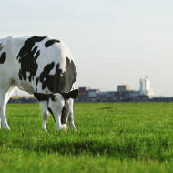 Israel India Milk Production