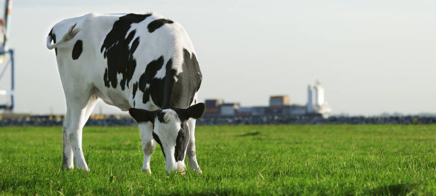 Israel India Milk Production