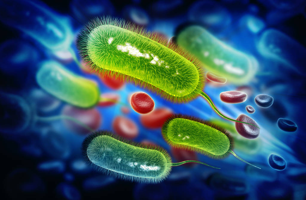 Bacteria