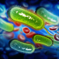 Bacteria