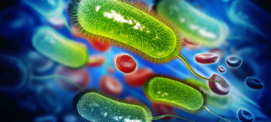 Bacteria