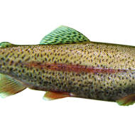 Trout