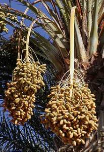 date palm