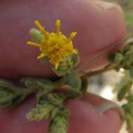 Diabetes cure bush