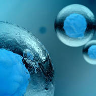 Stem cell