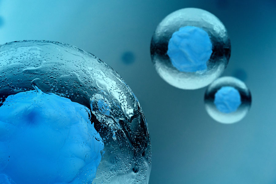 Stem cell