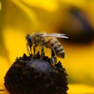 Israeli bees