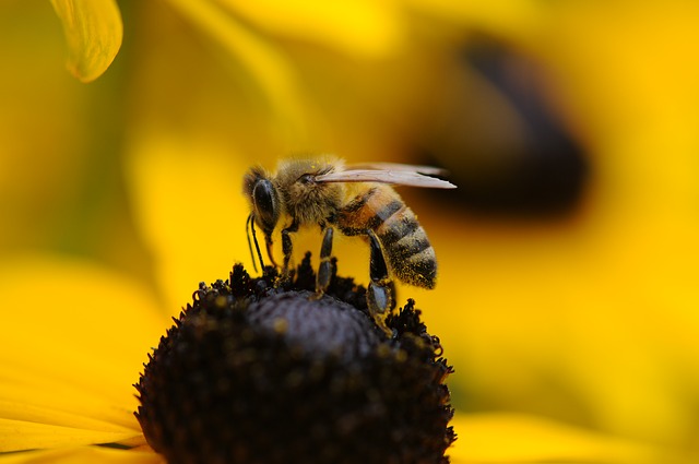 Israeli bees