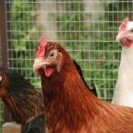 Chickens Israel