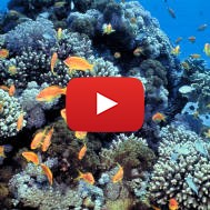 Israel's Eilat coral reef