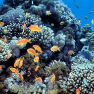 Israel's Eilat coral reef