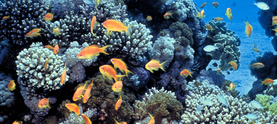 Israel's Eilat coral reef