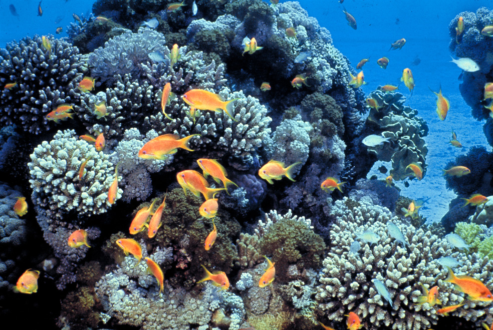 Israel's Eilat coral reef