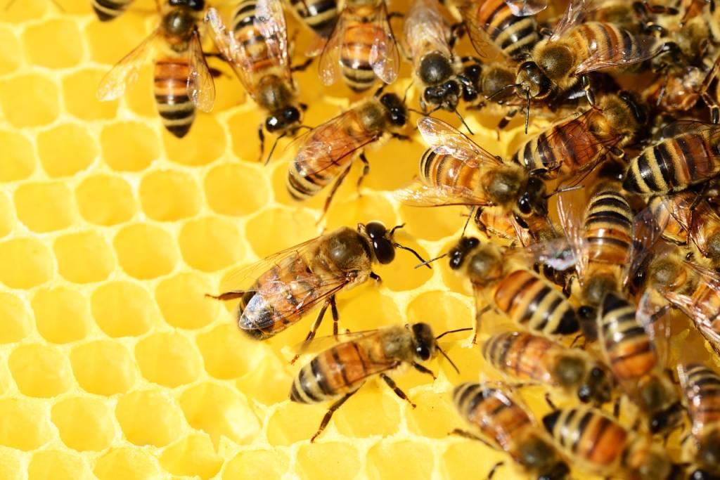 Israeli bees