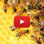 Israeli bees