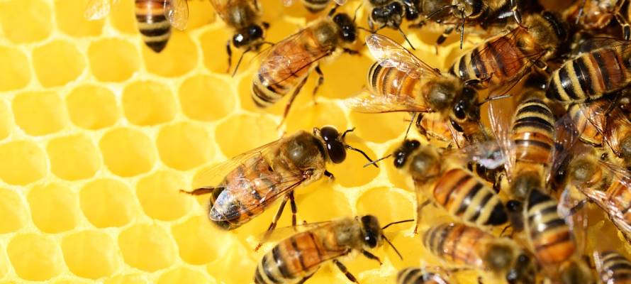 Israeli bees