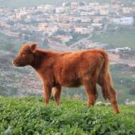 Red heifer