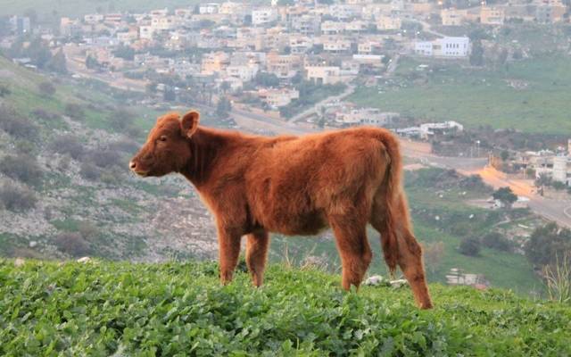 Red heifer