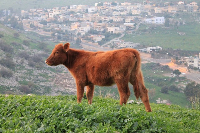 Red heifer