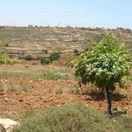 land of israel
