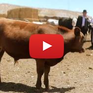 Temple Institute Working to Get a Kosher Red Heifer for Jewish Temple Beit Hamikdash