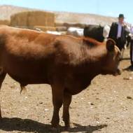 Temple Institute Working to Get a Kosher Red Heifer for Jewish Temple Beit Hamikdash